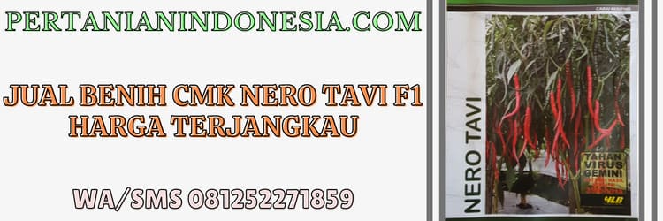 jual,benih,jual benih,jual benih cmk nero tavi,murah,pertanian indonesia